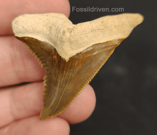 High Quality, 1.82" Fossil Hemipristis Tooth - Bone Valley, Florida - Fossil Driven