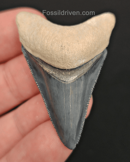 High - Quality 1.89" Megalodon Tooth - Bone Valley - Real Fossil Shark Tooth - Fossil Driven