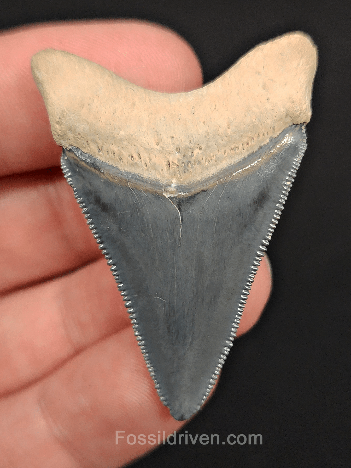 High - Quality 1.89" Megalodon Tooth - Bone Valley - Real Fossil Shark Tooth - Fossil Driven