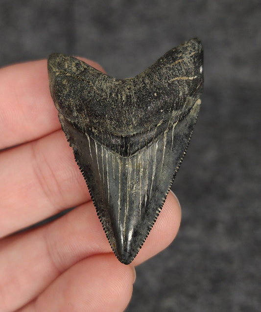 High Quality, 1.91" Fossil Megalodon Tooth - Venice, Florida - Fossil Driven