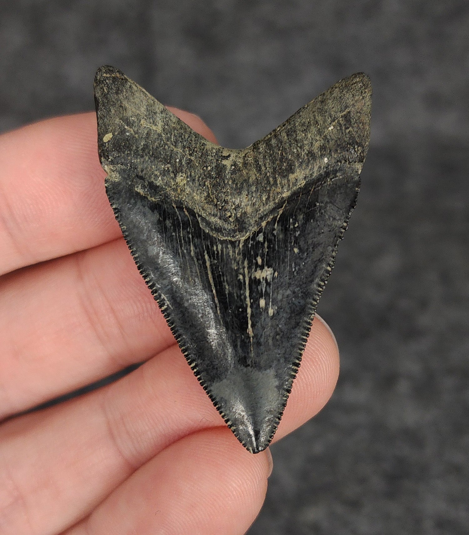 High Quality, 1.91" Fossil Megalodon Tooth - Venice, Florida - Fossil Driven