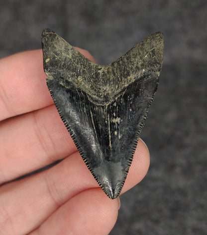 High Quality, 1.91" Fossil Megalodon Tooth - Venice, Florida - Fossil Driven
