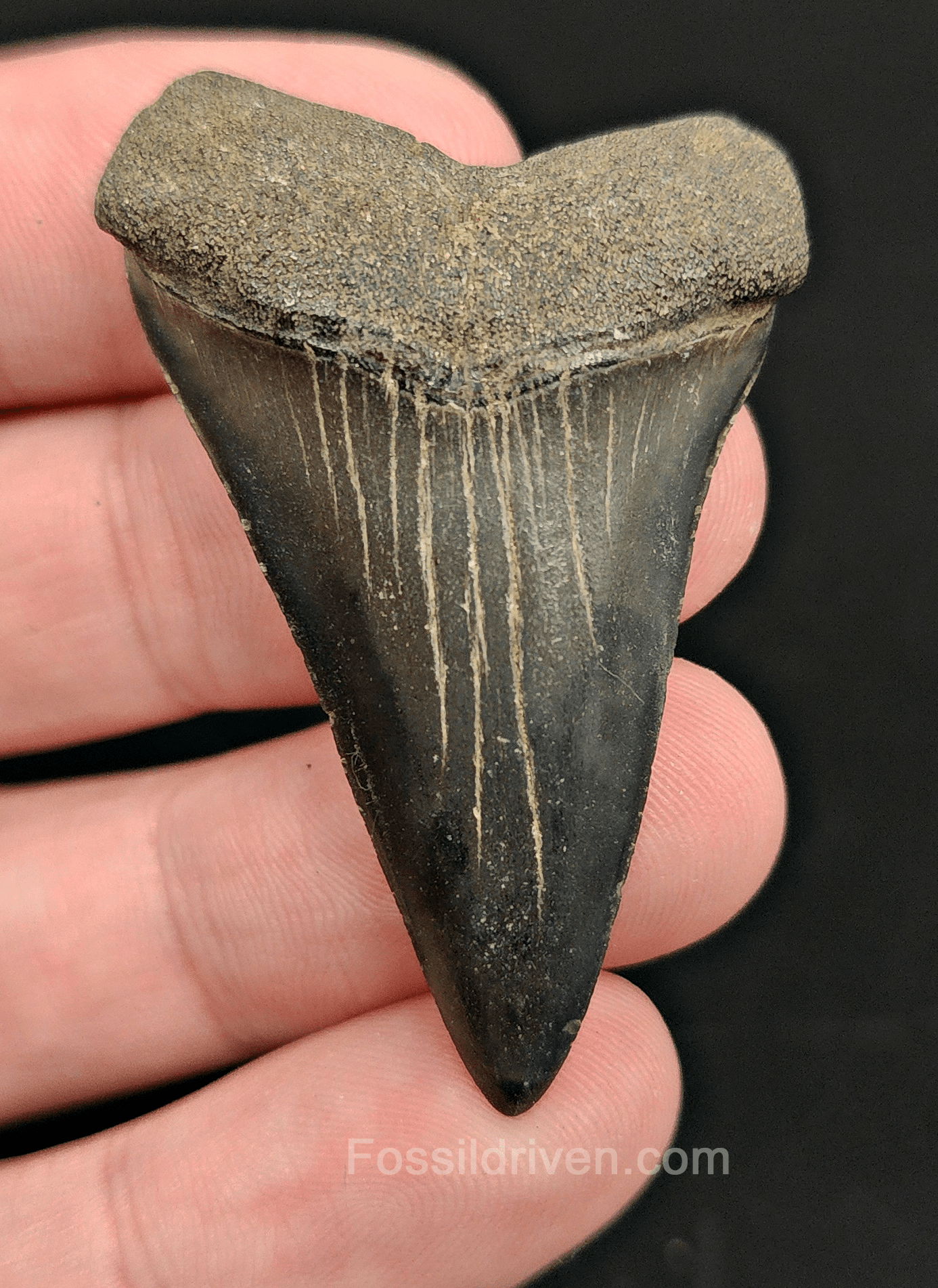 High Quality, 2.01" Fossil Mako Tooth - South Carolina - Fossil Driven