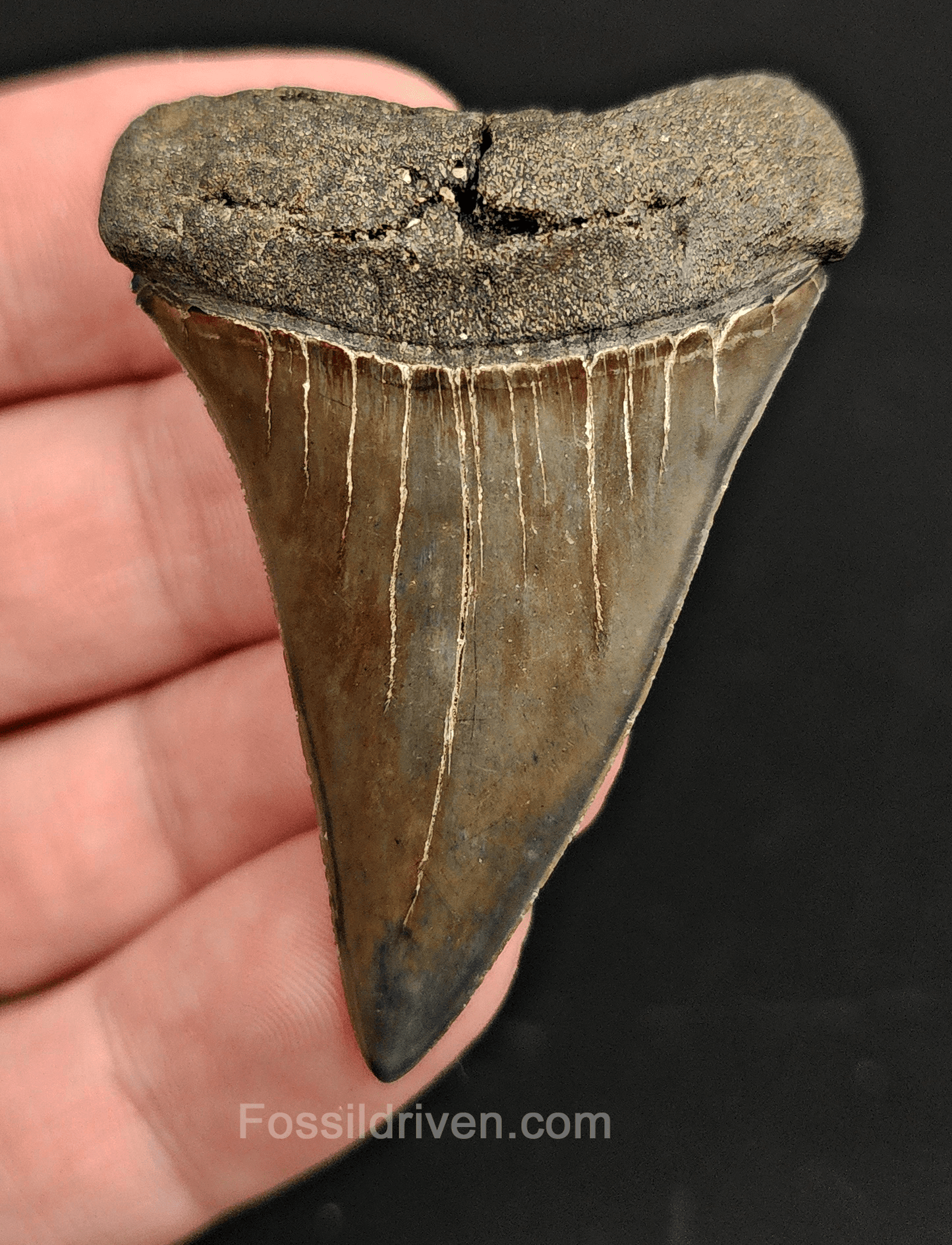 High Quality, 2.15" Fossil Mako Tooth - South Carolina - Fossil Driven