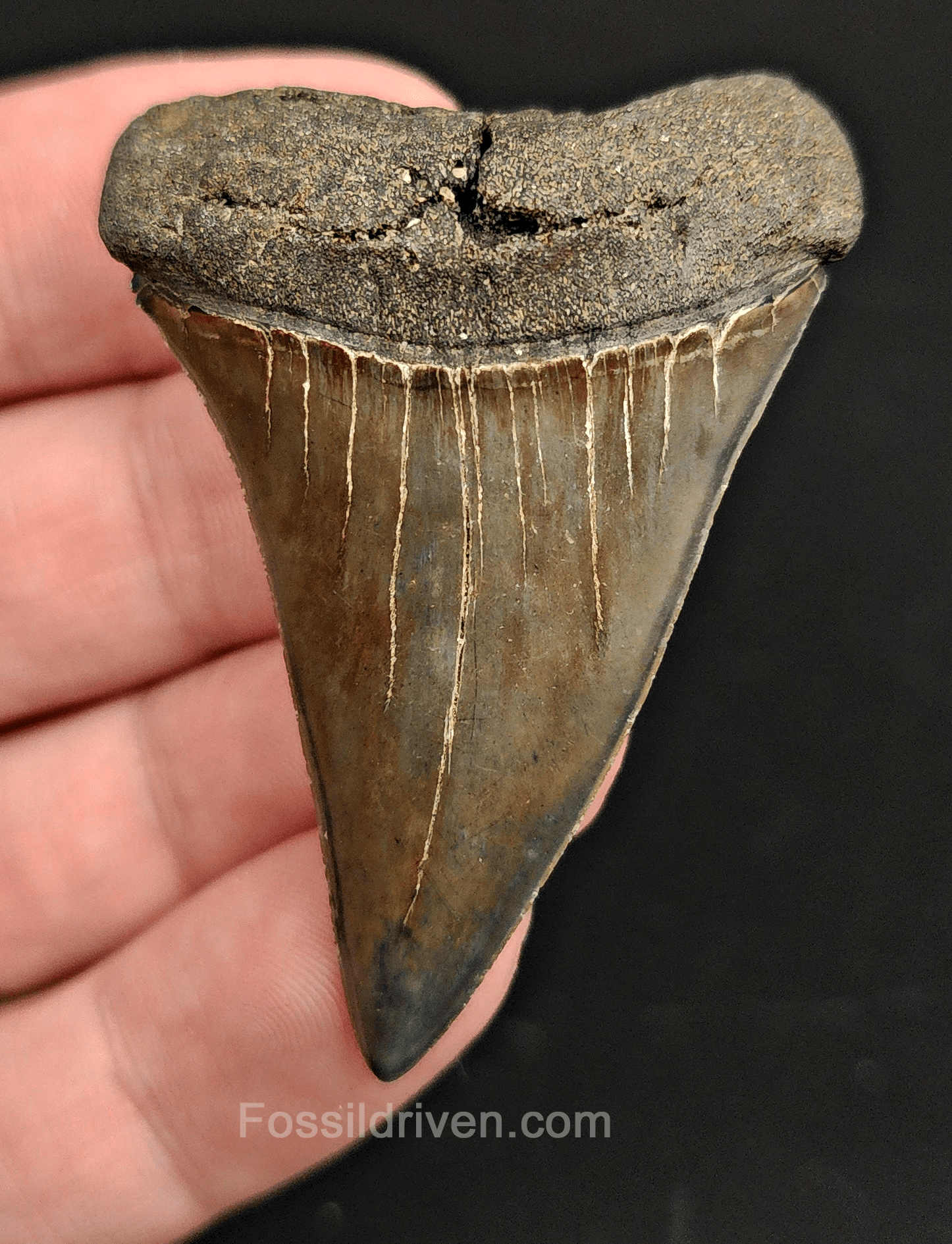 High Quality, 2.15" Fossil Mako Tooth - South Carolina - Fossil Driven
