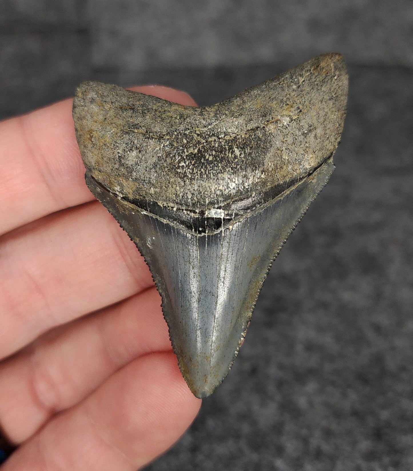High Quality, 2.31" Fossil Megalodon Tooth - Venice, Florida - Fossil Driven
