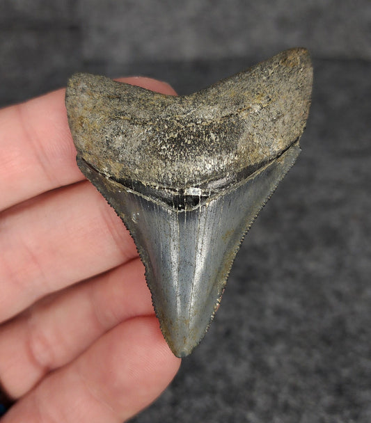High Quality, 2.31" Fossil Megalodon Tooth - Venice, Florida - Fossil Driven