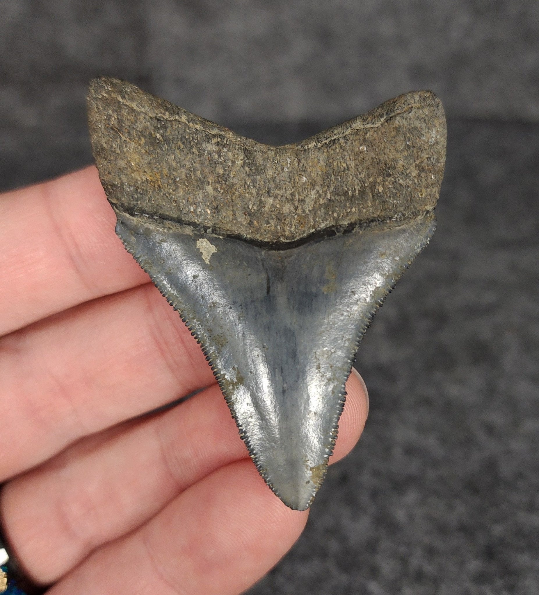 High Quality, 2.31" Fossil Megalodon Tooth - Venice, Florida - Fossil Driven