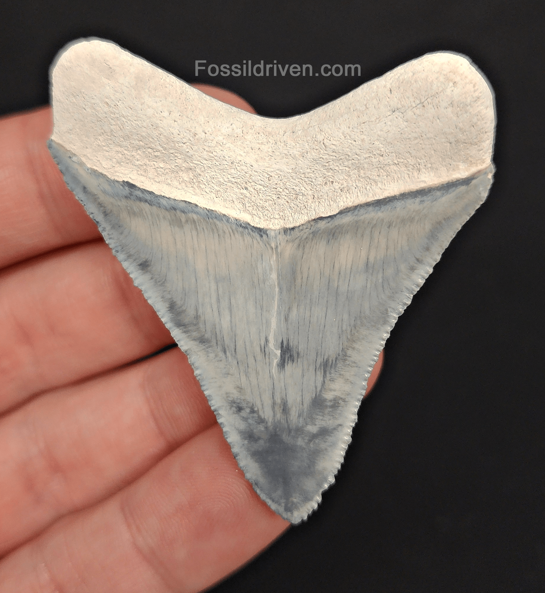 High - Quality 2.31" Megalodon Tooth - Bone Valley - Real Fossil Shark Tooth - Fossil Driven