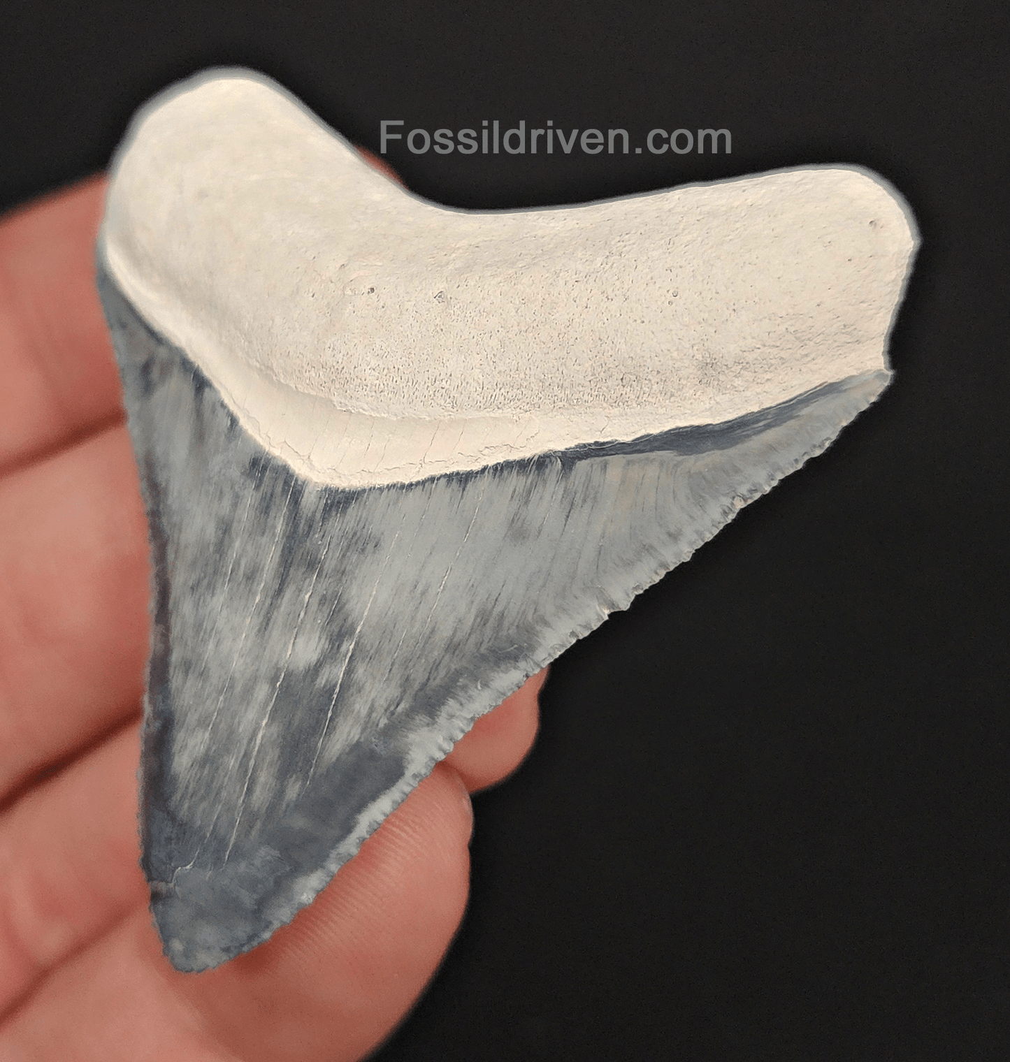 High - Quality 2.31" Megalodon Tooth - Bone Valley - Real Fossil Shark Tooth - Fossil Driven