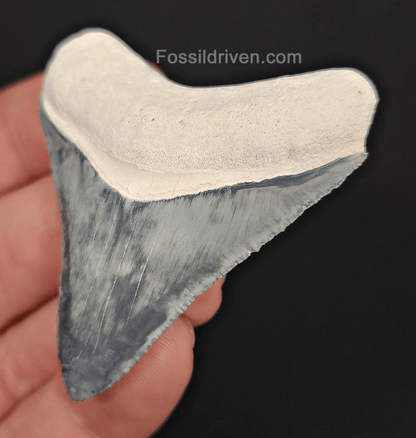 High - Quality 2.31" Megalodon Tooth - Bone Valley - Real Fossil Shark Tooth - Fossil Driven
