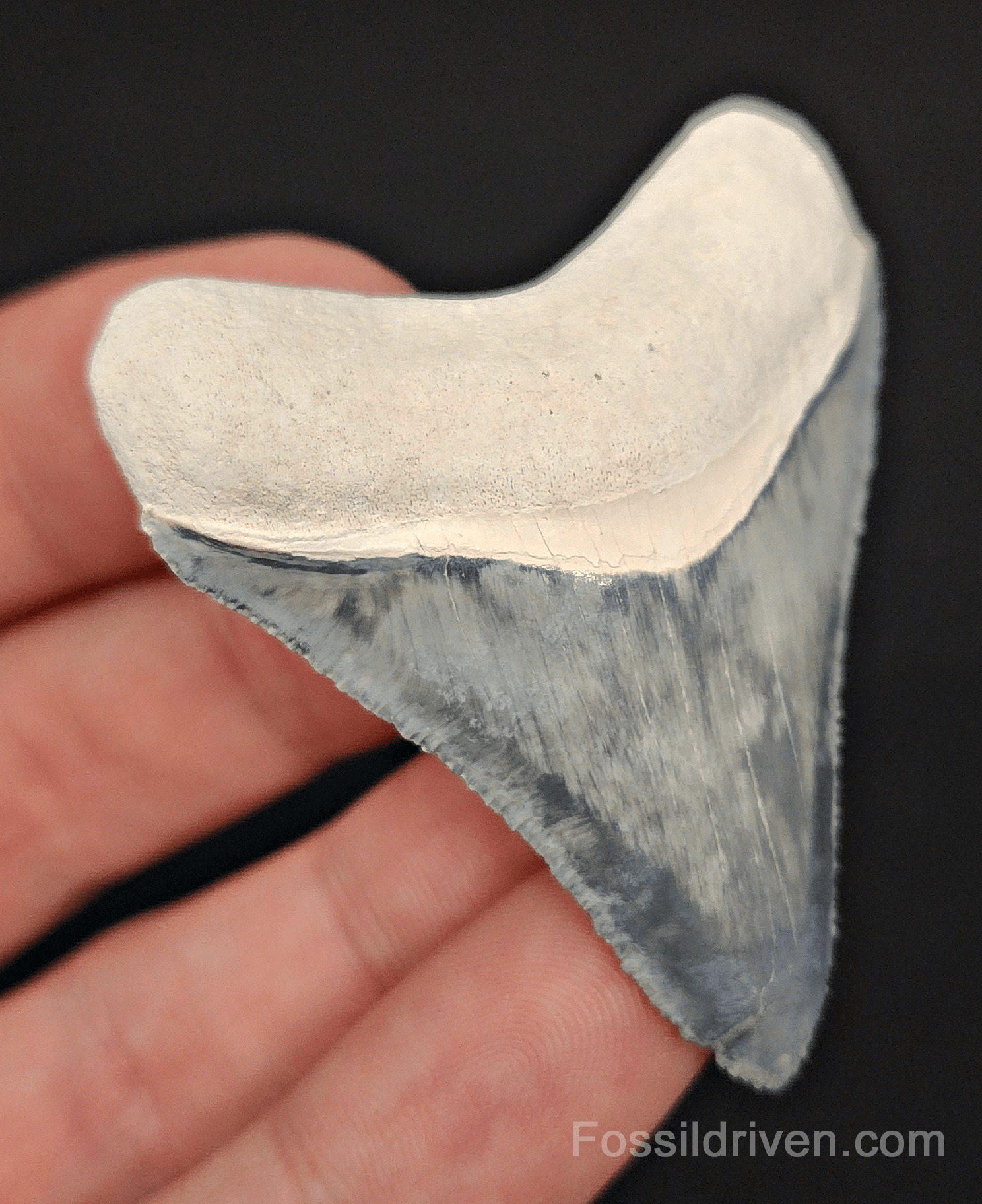 High - Quality 2.31" Megalodon Tooth - Bone Valley - Real Fossil Shark Tooth - Fossil Driven