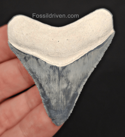 High - Quality 2.31" Megalodon Tooth - Bone Valley - Real Fossil Shark Tooth - Fossil Driven