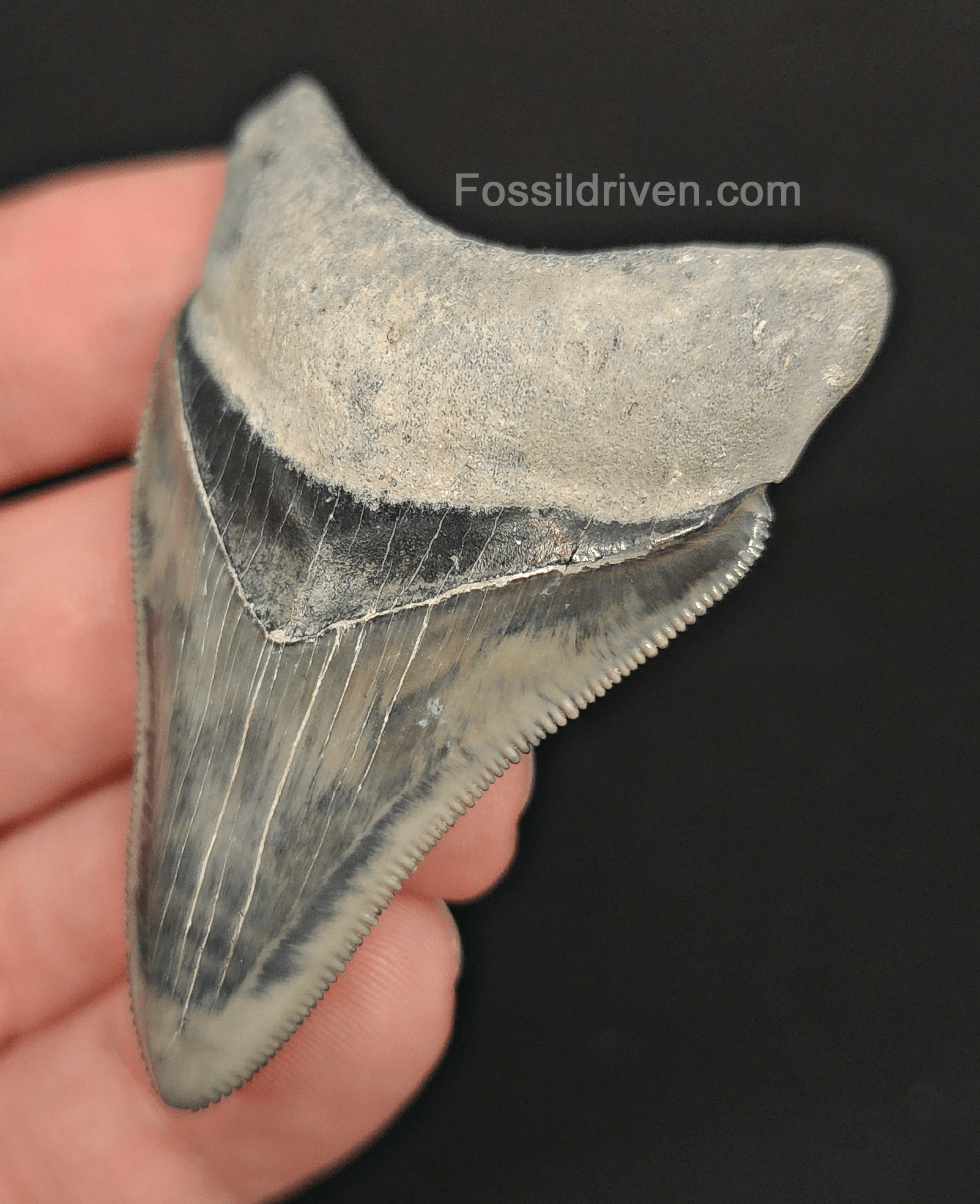 High - Quality 2.36" Megalodon Tooth - Bone Valley - Real Fossil Shark Tooth - Fossil Driven