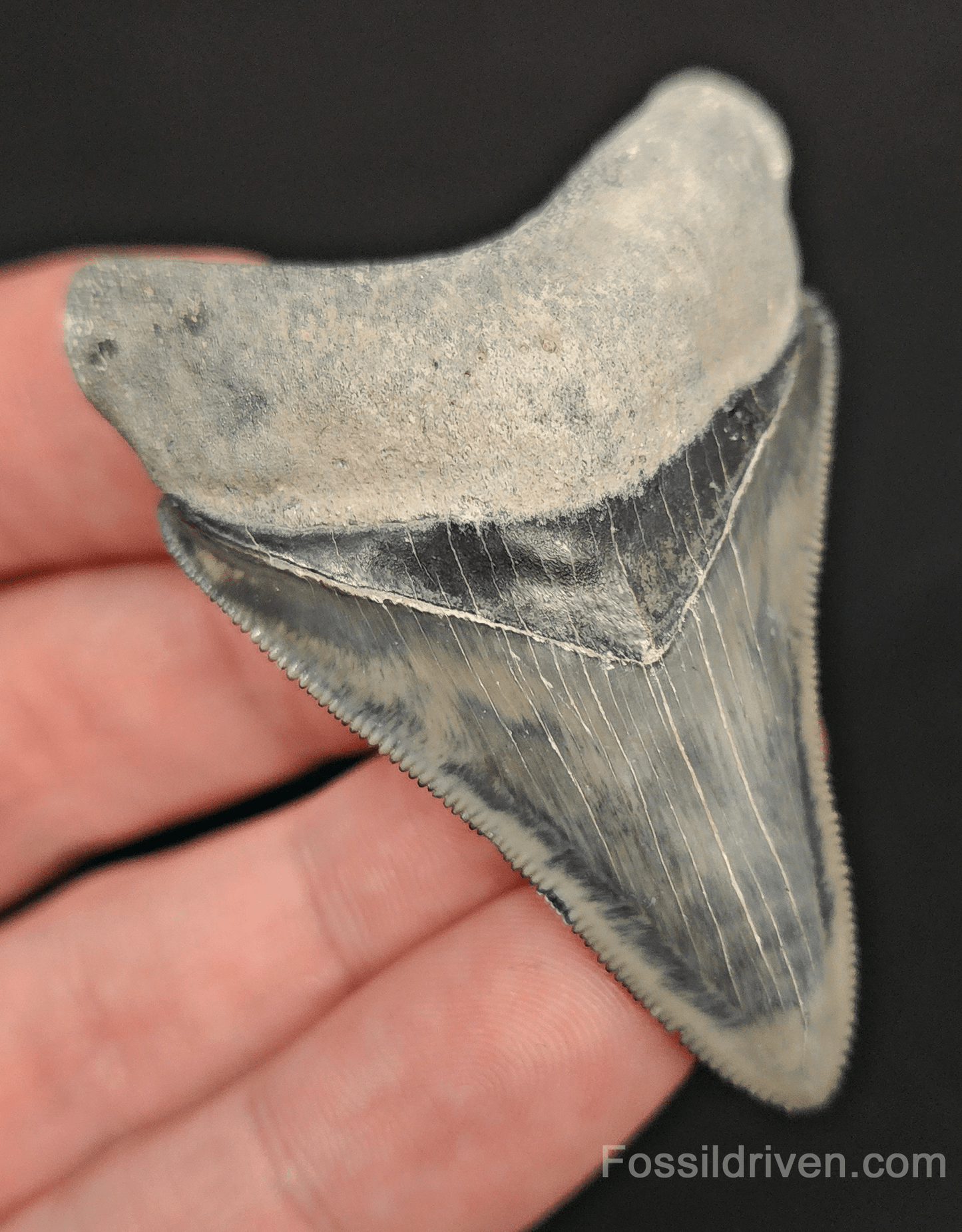 High - Quality 2.36" Megalodon Tooth - Bone Valley - Real Fossil Shark Tooth - Fossil Driven