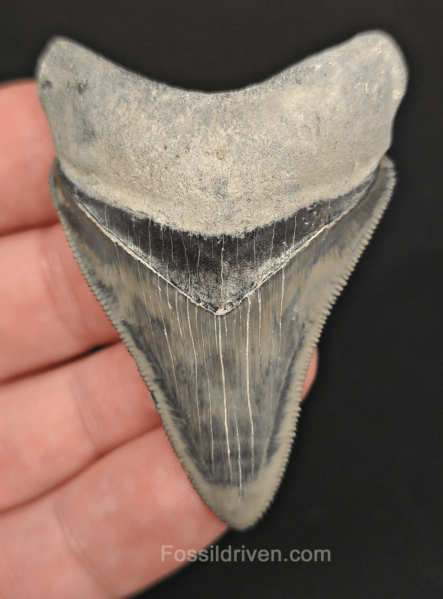 High - Quality 2.36" Megalodon Tooth - Bone Valley - Real Fossil Shark Tooth - Fossil Driven