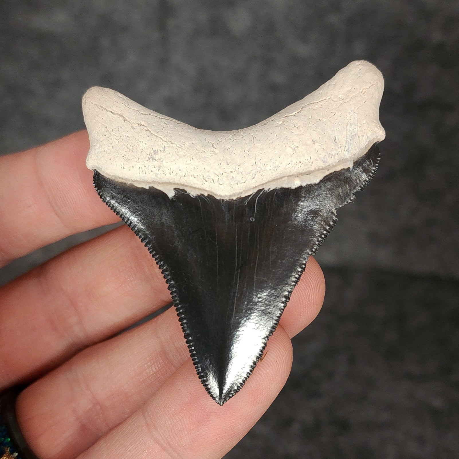 High Quality, 2.38" Fossil Megalodon Tooth - Bone Valley, Florida - Fossil Driven