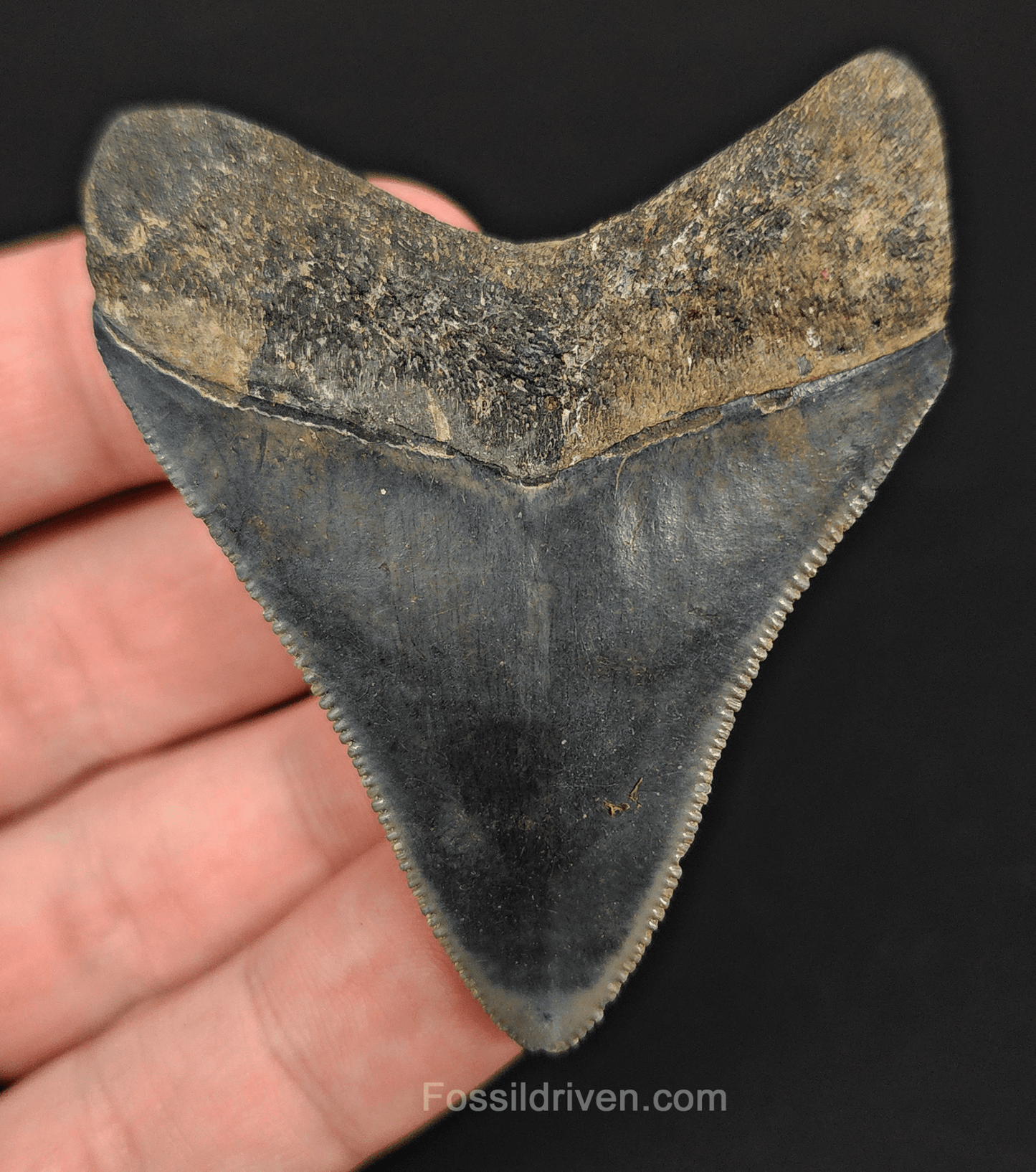 High Quality, 2.39" Fossil Megalodon Tooth - Venice, Florida - Fossil Driven