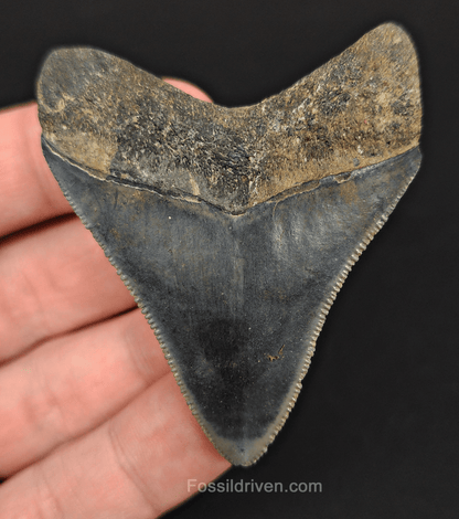 High Quality, 2.39" Fossil Megalodon Tooth - Venice, Florida - Fossil Driven