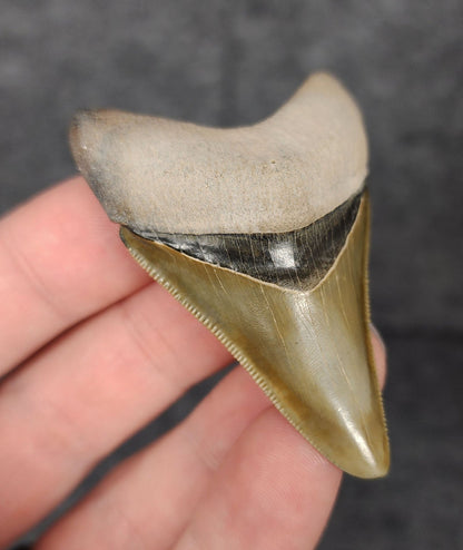 High Quality, 2.40" Fossil Megalodon Tooth - Bone Valley, Florida - Fossil Driven