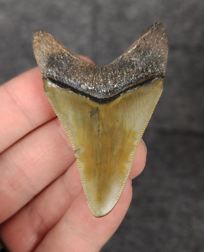 High Quality, 2.40" Fossil Megalodon Tooth - Bone Valley, Florida - Fossil Driven