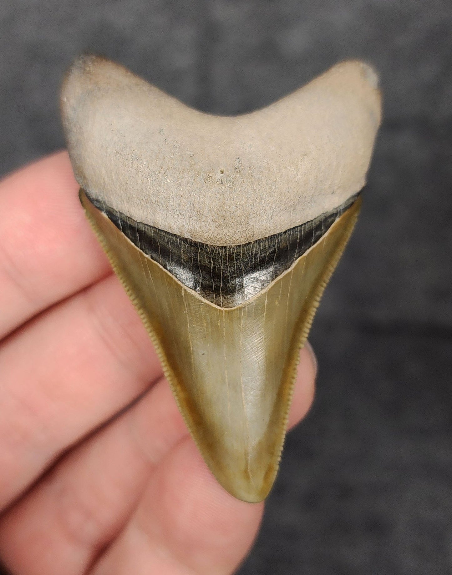 High Quality, 2.40" Fossil Megalodon Tooth - Bone Valley, Florida - Fossil Driven