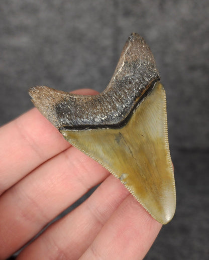 High Quality, 2.40" Fossil Megalodon Tooth - Bone Valley, Florida - Fossil Driven