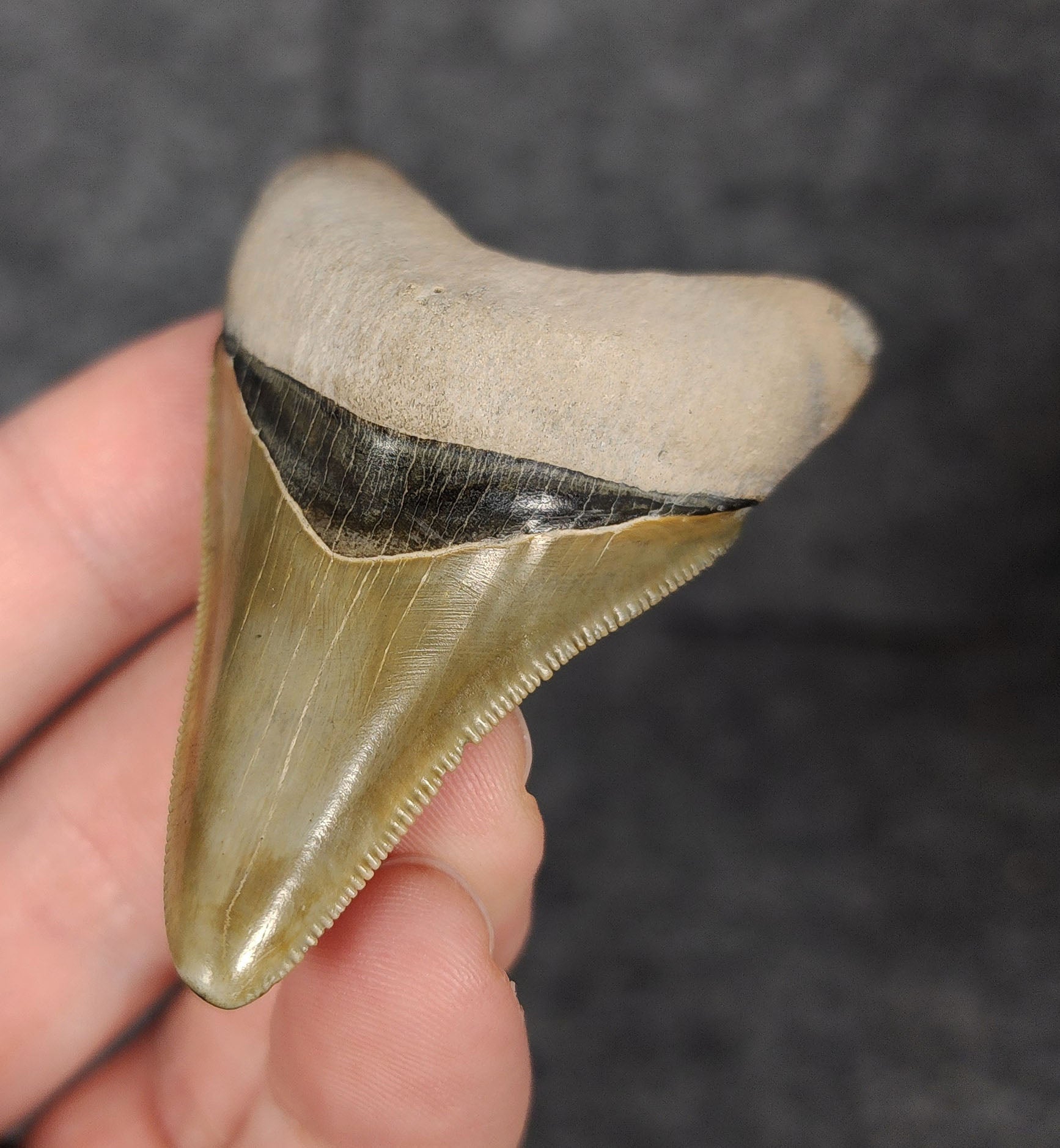 High Quality, 2.40" Fossil Megalodon Tooth - Bone Valley, Florida - Fossil Driven
