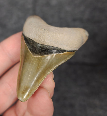High Quality, 2.40" Fossil Megalodon Tooth - Bone Valley, Florida - Fossil Driven