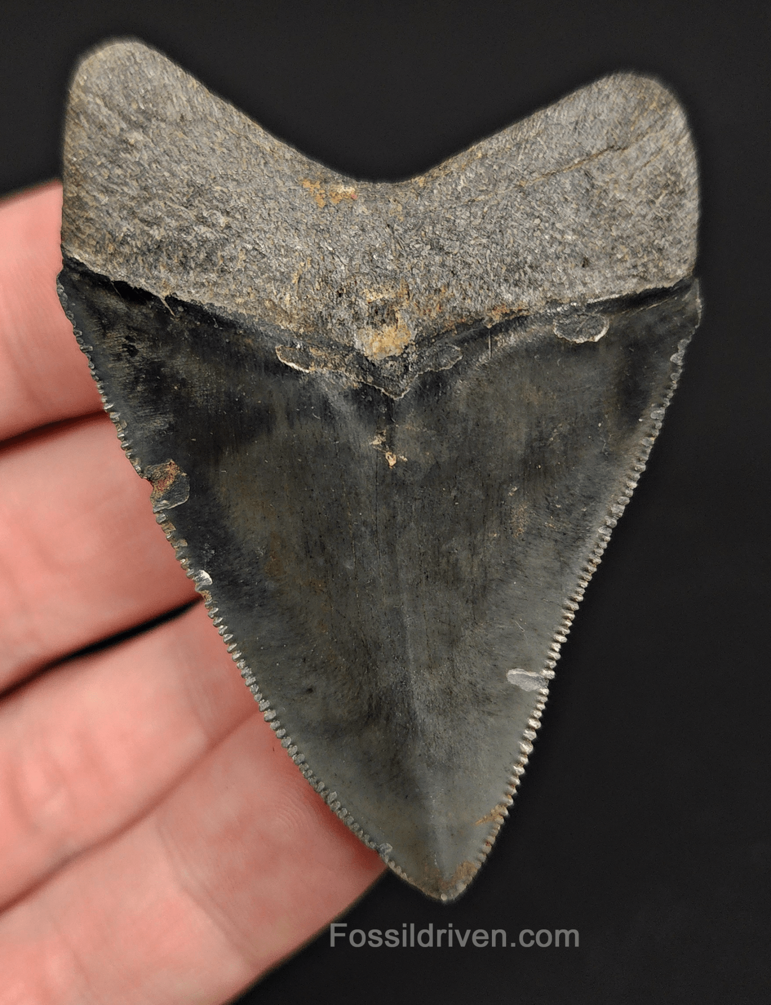 High Quality, 2.45" Fossil Megalodon Tooth - Venice, Florida - Fossil Driven