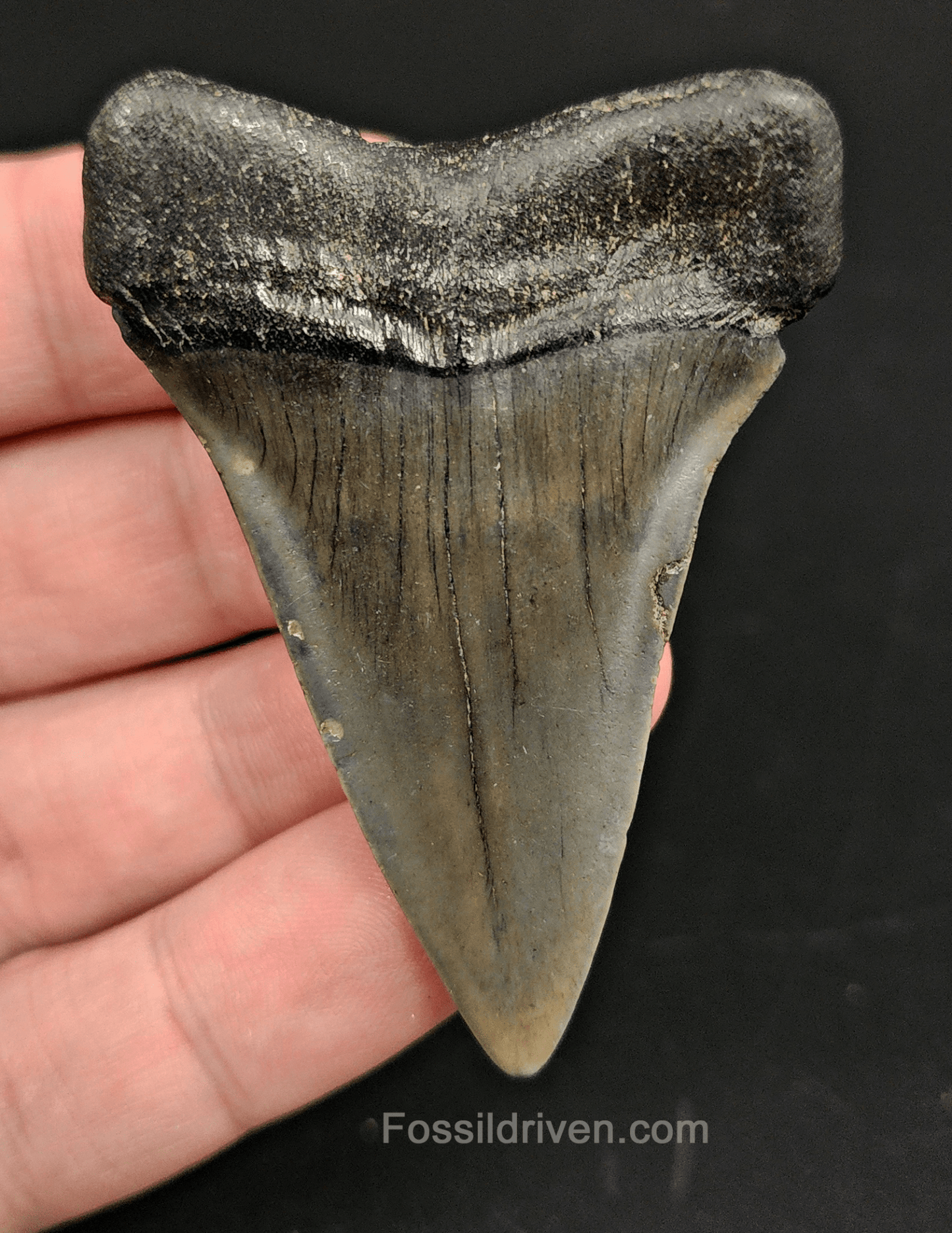 High Quality, 2.47" Fossil Mako Tooth - South Carolina - Fossil Driven