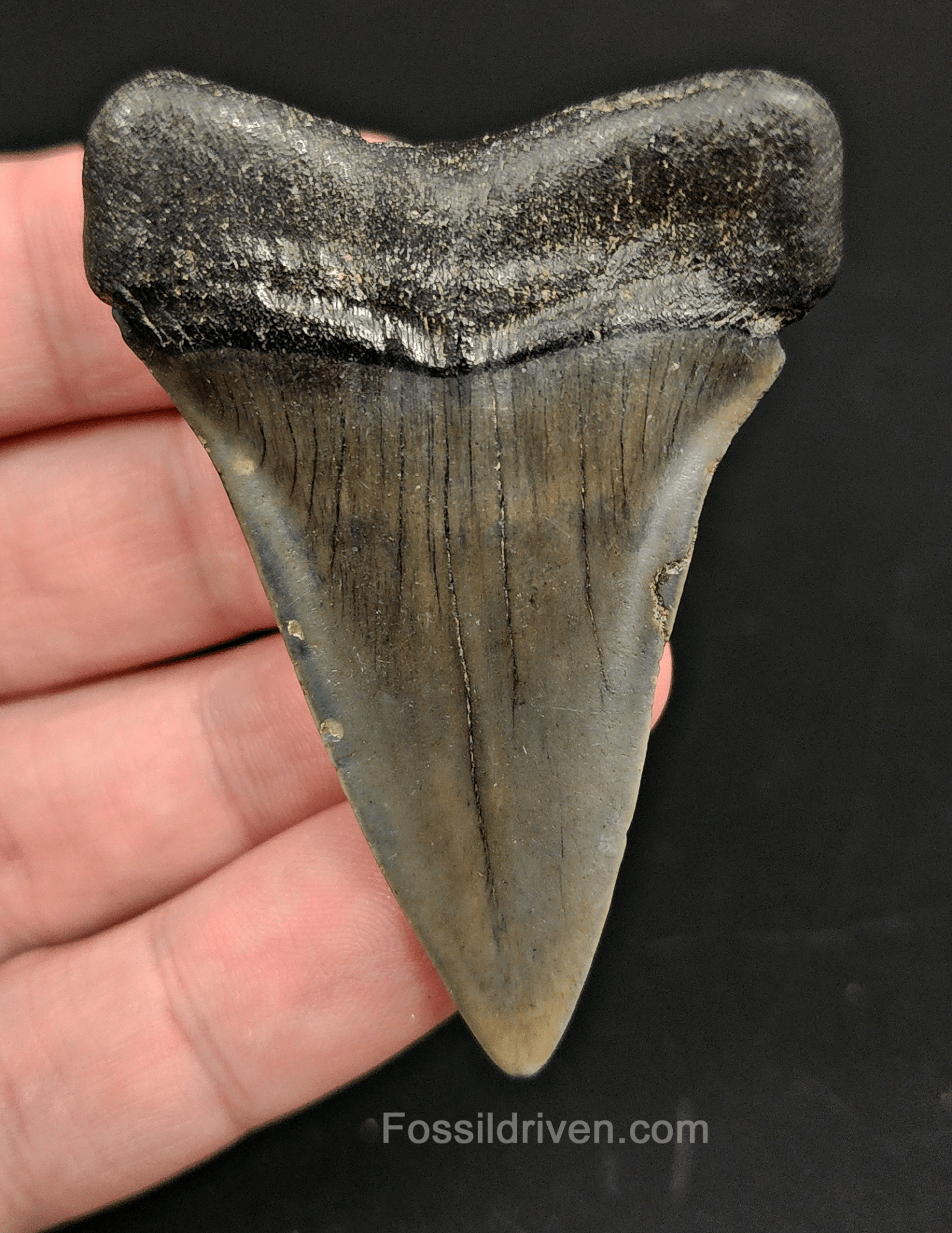 High Quality, 2.47" Fossil Mako Tooth - South Carolina - Fossil Driven