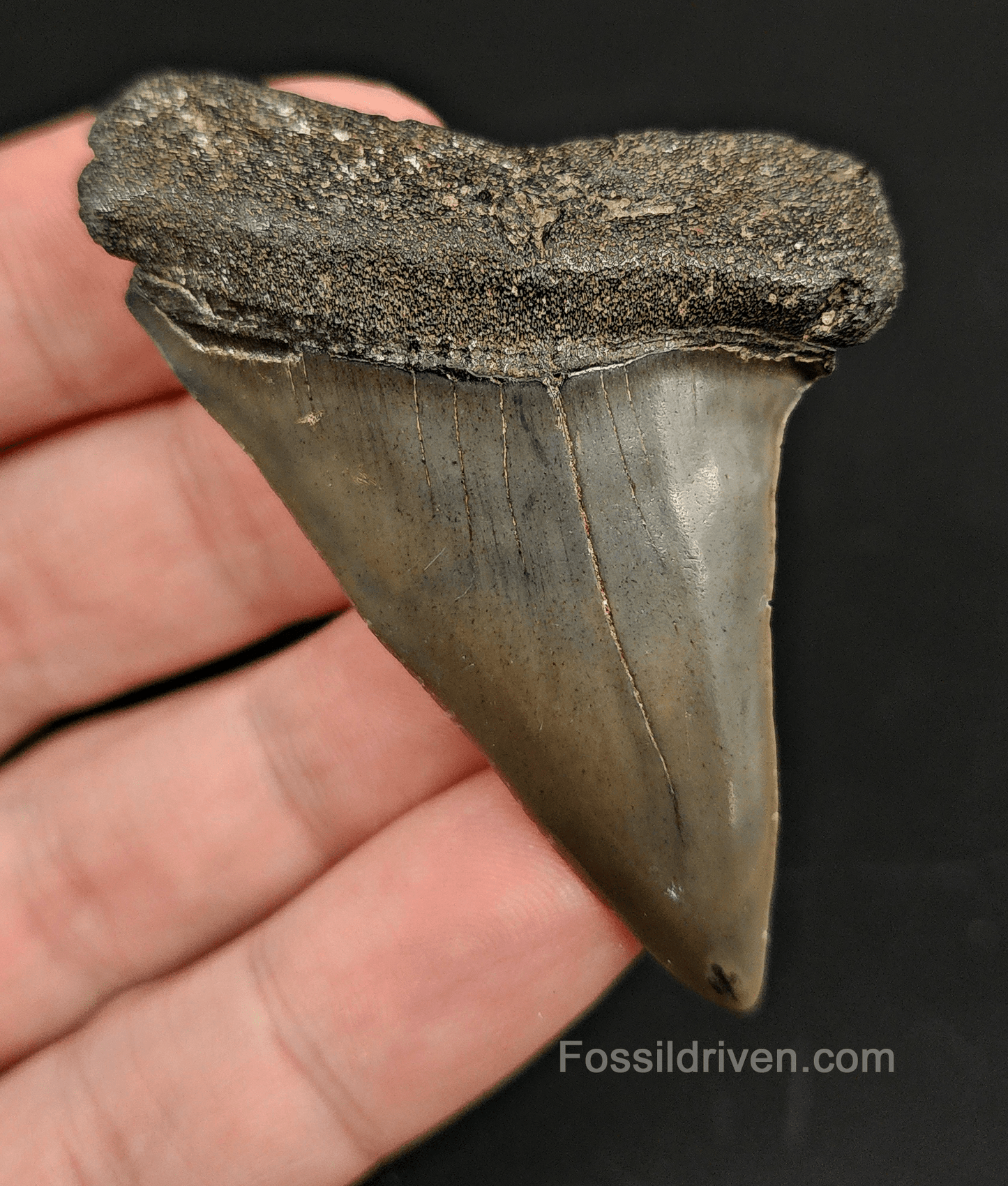 High Quality, 2.50" Fossil Mako Tooth - South Carolina - Fossil Driven
