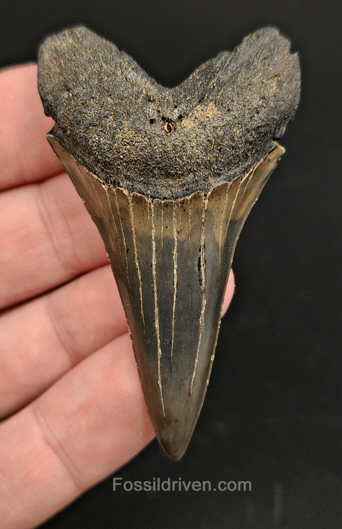 High Quality, 2.51" Fossil Mako Tooth - South Carolina - Fossil Driven