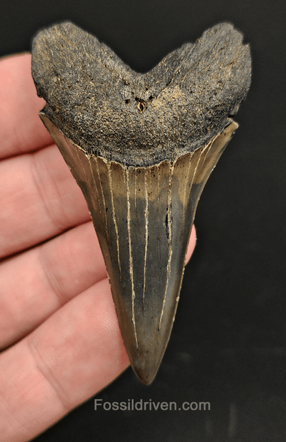 High Quality, 2.51" Fossil Mako Tooth - South Carolina - Fossil Driven