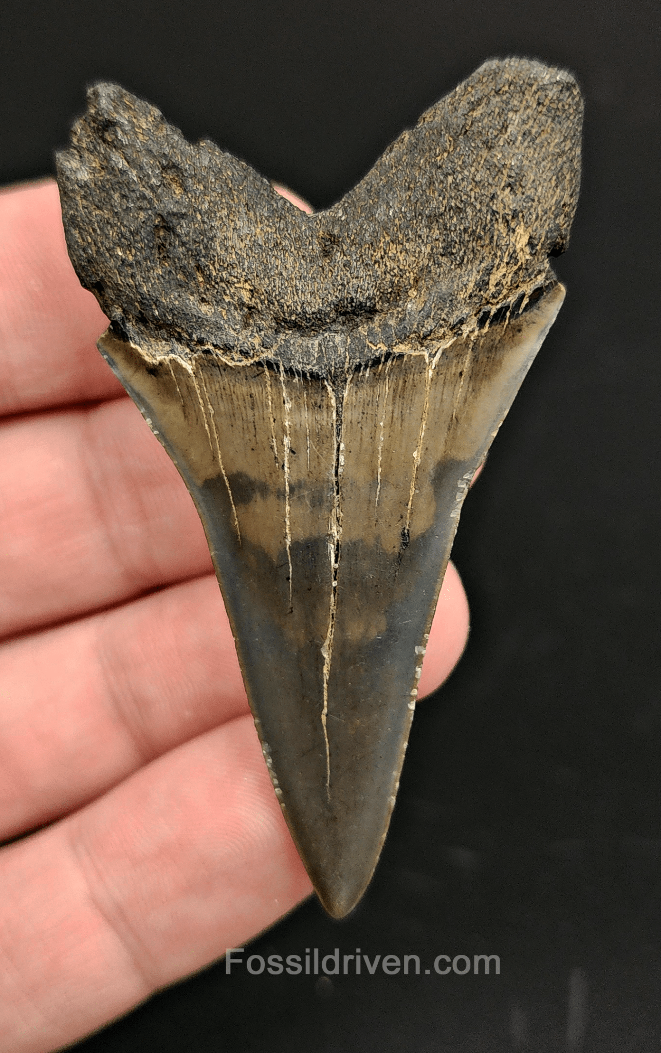 High Quality, 2.51" Fossil Mako Tooth - South Carolina - Fossil Driven
