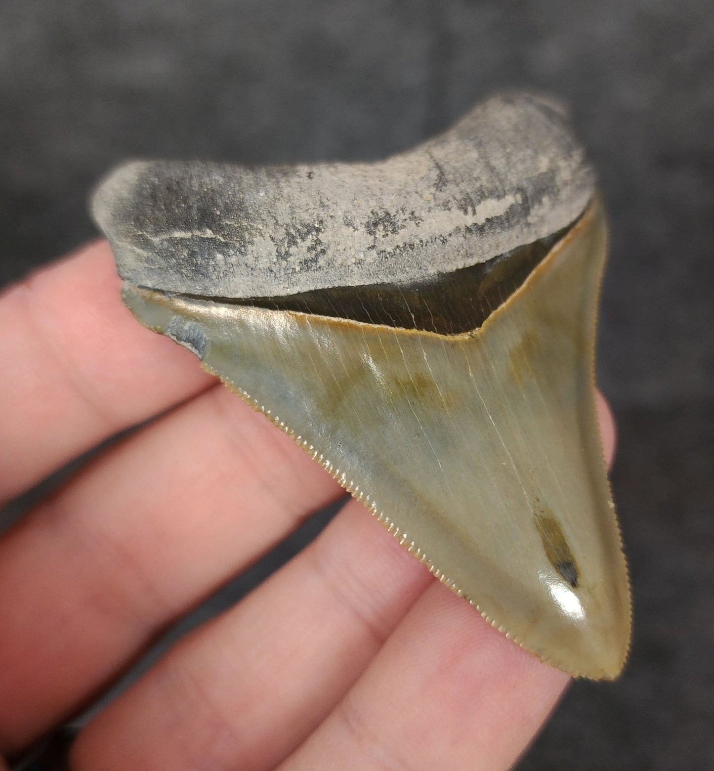 High Quality, 2.53" Fossil Megalodon Tooth - Bone Valley, Florida - Fossil Driven