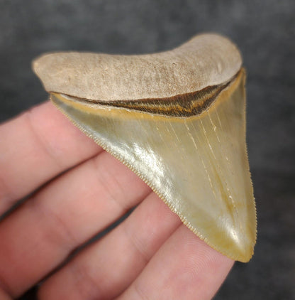 High Quality, 2.66" Fossil Megalodon Tooth - Bone Valley, Florida - Fossil Driven