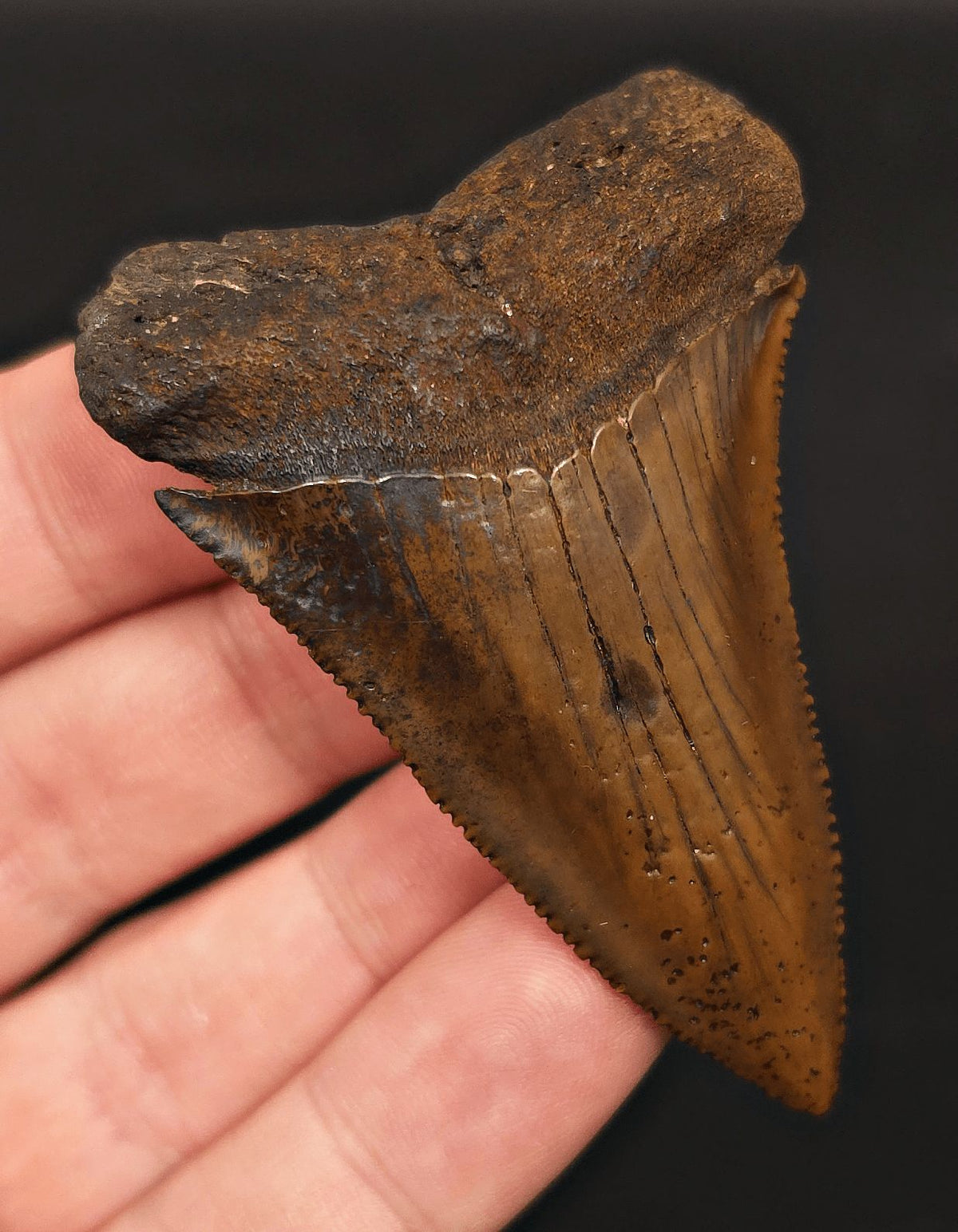High-Quality 2.68" Fossil Great White Tooth - Meherrin River - Extremely Rare - Fossil Driven