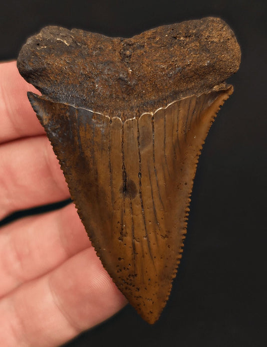 High-Quality 2.68" Fossil Great White Tooth - Meherrin River - Extremely Rare - Fossil Driven
