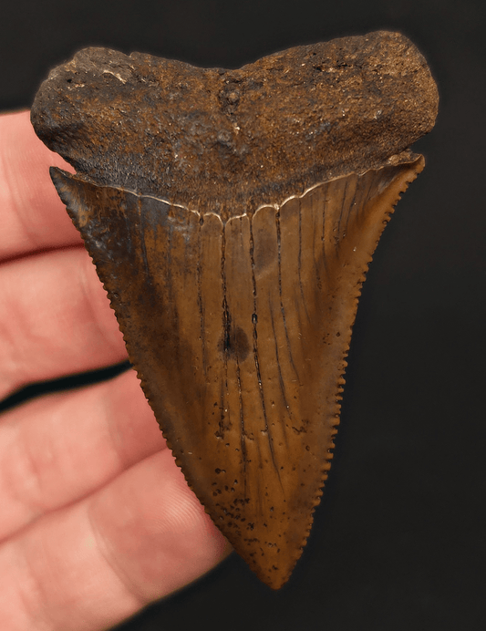 High - Quality 2.68" Fossil Great White Tooth - Meherrin River - Extremely Rare - Fossil Driven