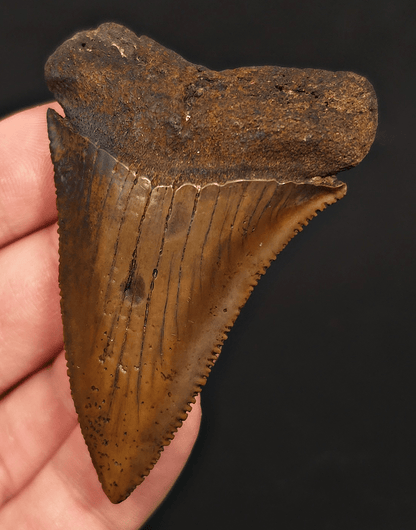 High - Quality 2.68" Fossil Great White Tooth - Meherrin River - Extremely Rare - Fossil Driven
