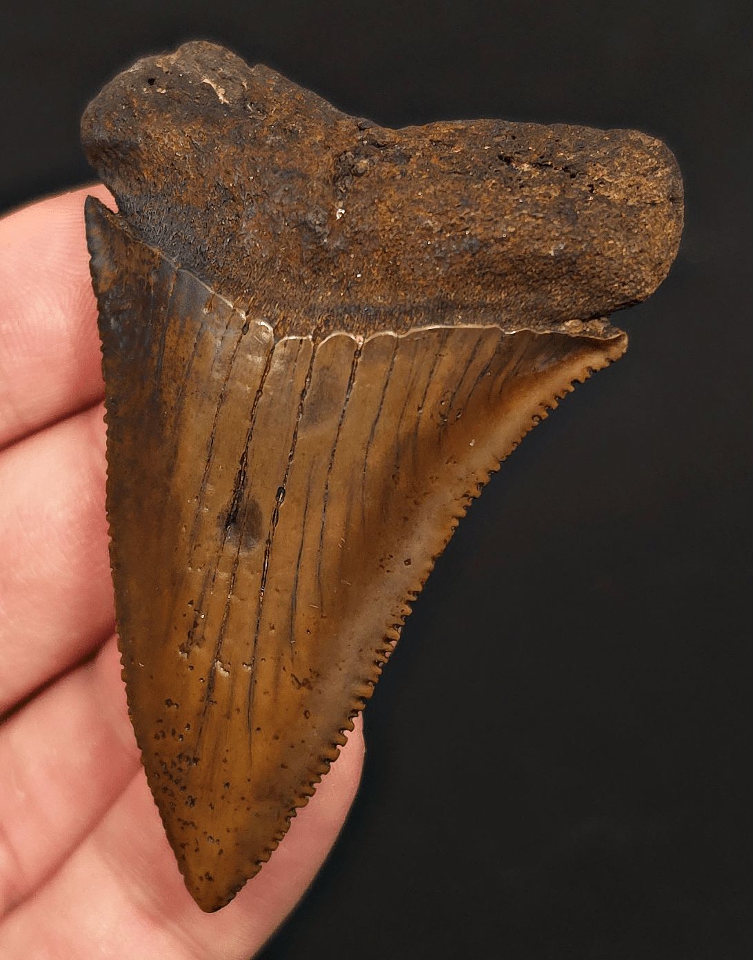 High-Quality 2.68" Fossil Great White Tooth - Meherrin River - Extremely Rare - Fossil Driven