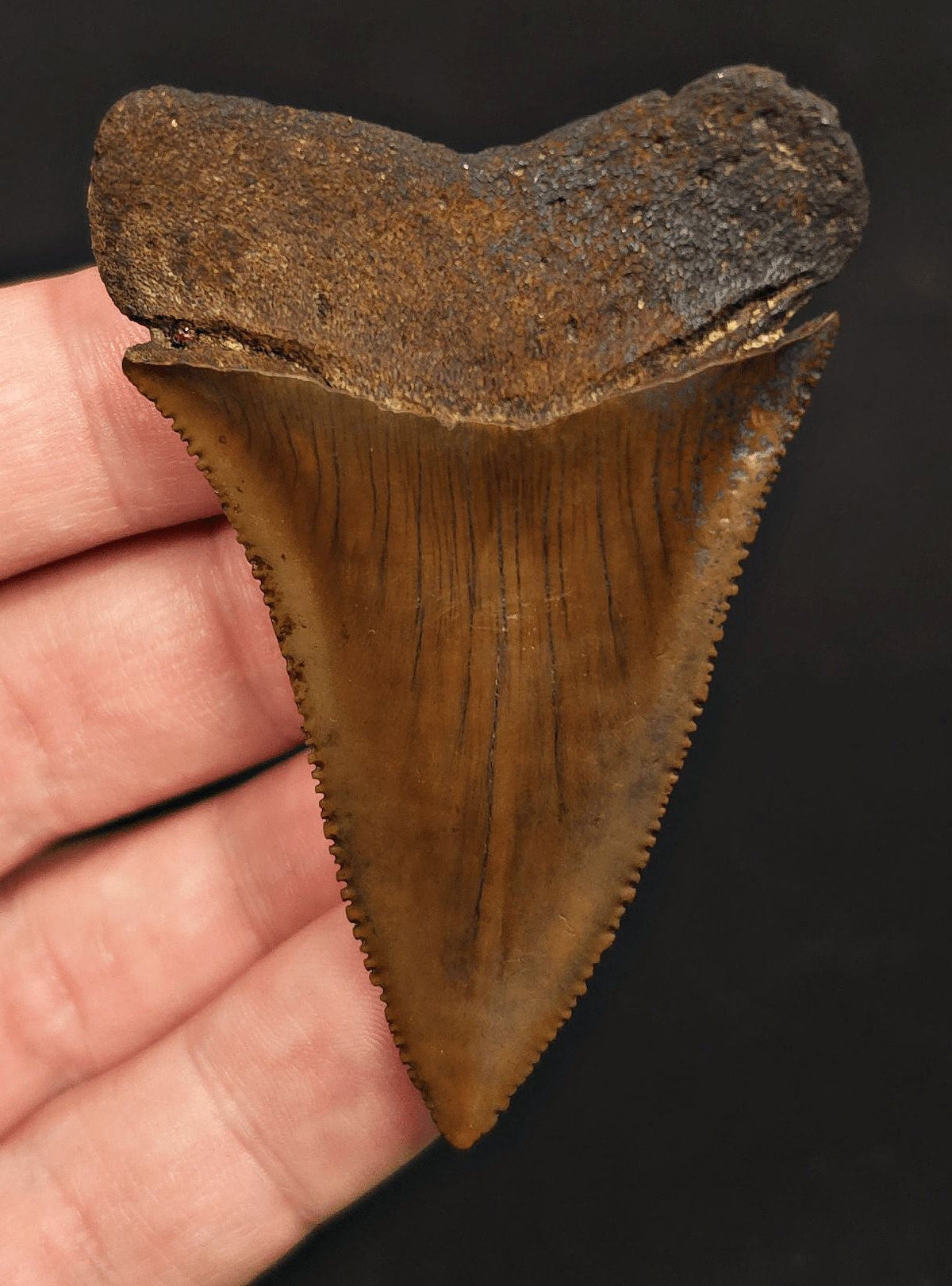 High-Quality 2.68" Fossil Great White Tooth - Meherrin River - Extremely Rare - Fossil Driven