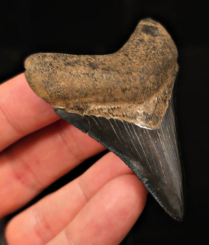 High-Quality, 2.74" Fossil Megalodon Tooth - Georgia - Fossil Driven