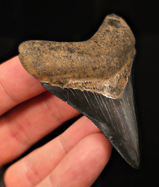 High-Quality, 2.74" Fossil Megalodon Tooth - Georgia - Fossil Driven