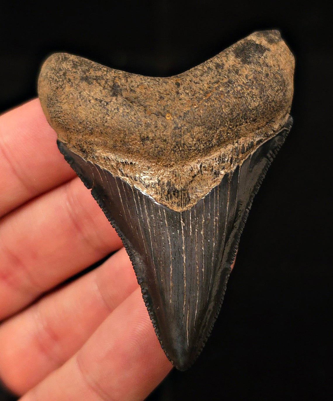 High-Quality, 2.74" Fossil Megalodon Tooth - Georgia - Fossil Driven