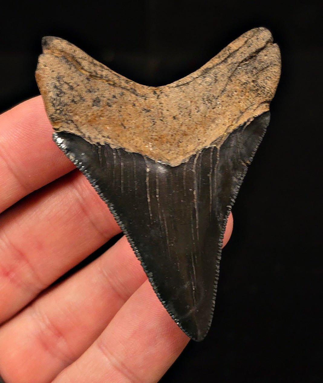 High-Quality, 2.74" Fossil Megalodon Tooth - Georgia - Fossil Driven