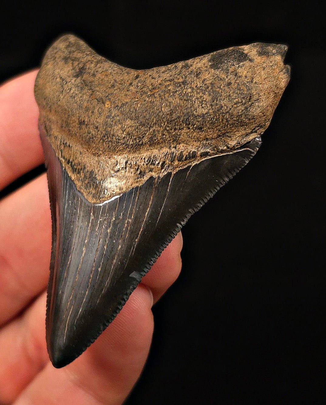 High-Quality, 2.74" Fossil Megalodon Tooth - Georgia - Fossil Driven
