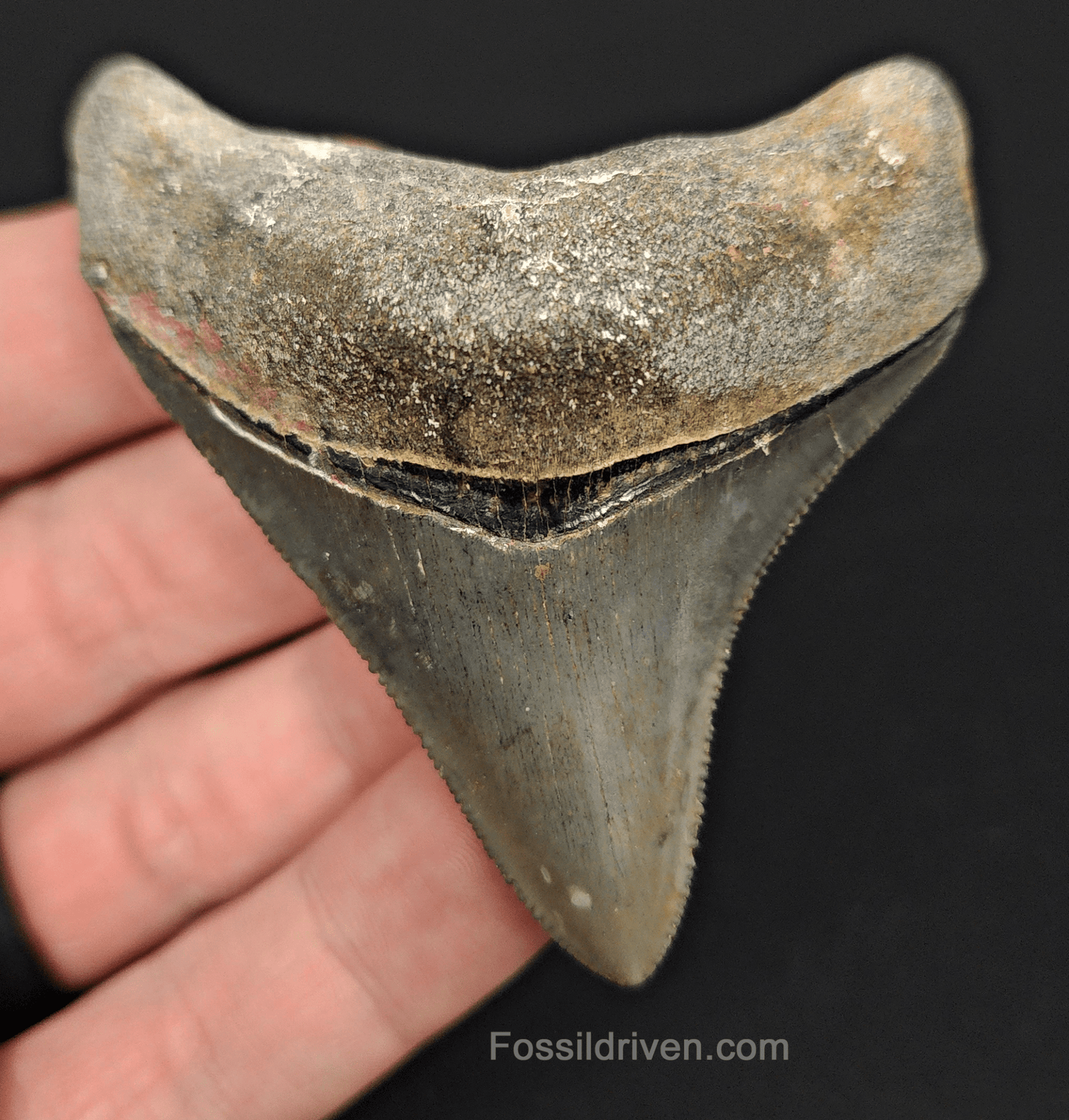 High Quality, 2.75" Fossil Megalodon Tooth - Venice, Florida - Fossil Driven